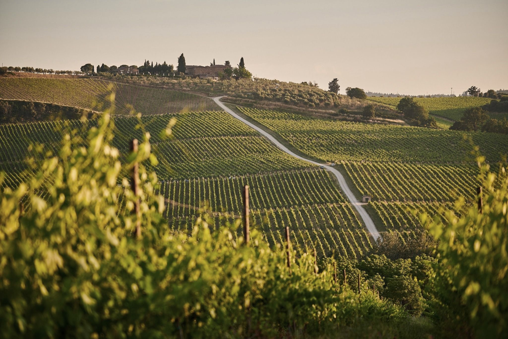 Vigneti delle colline modenesi nella luce del tramonto